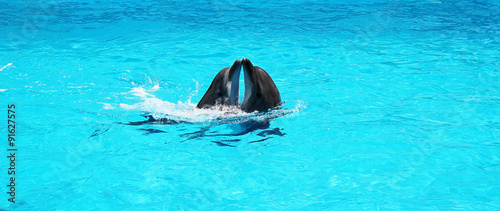 Two dolphins playing together in a clear azure pool water
