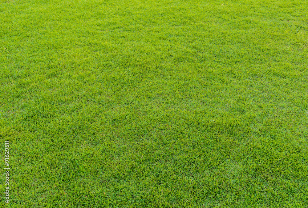 green grass pattern from golf course at sunset tim green grass pattern from golf course at sunset tim