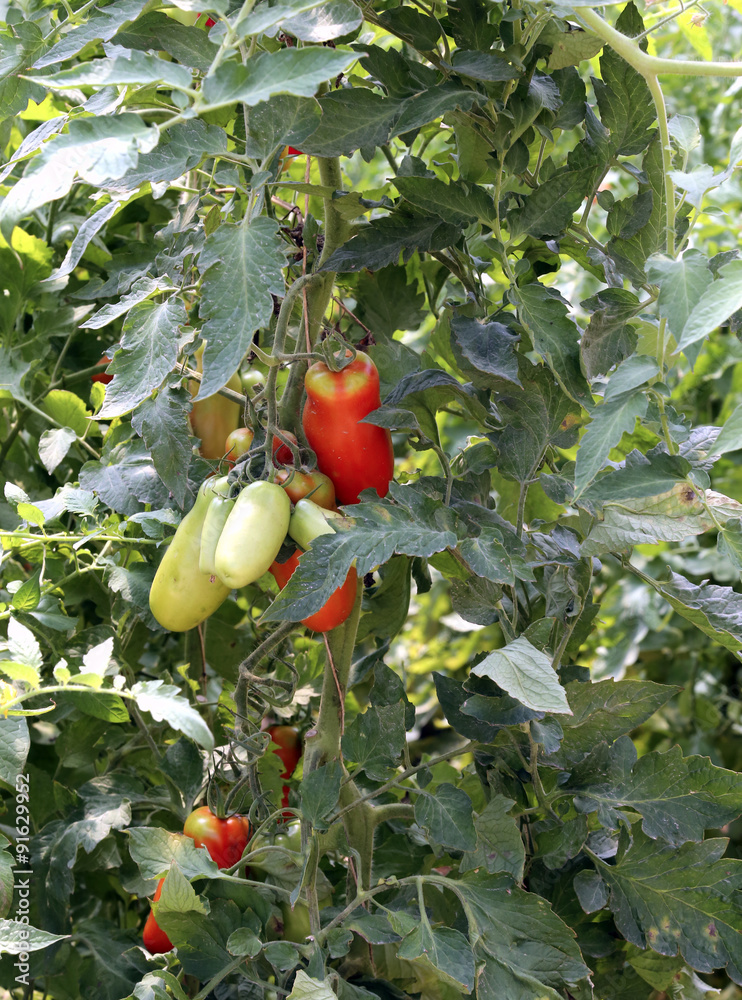 tomatoes grown in a greenhouse at a controlled temperature