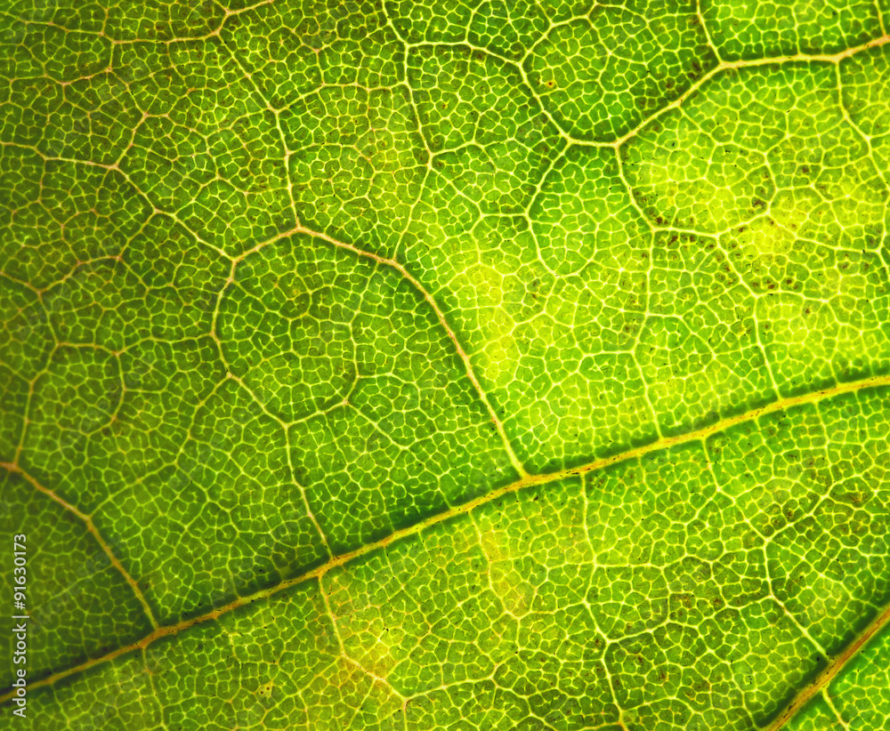 curl pattern on the leaves of a tree curl pattern on the leaves of a tree