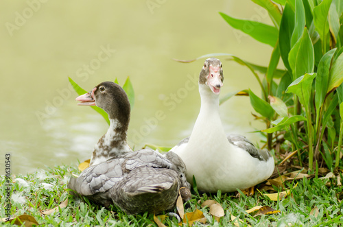 Couple duck near the river photo