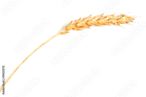 wheat ear