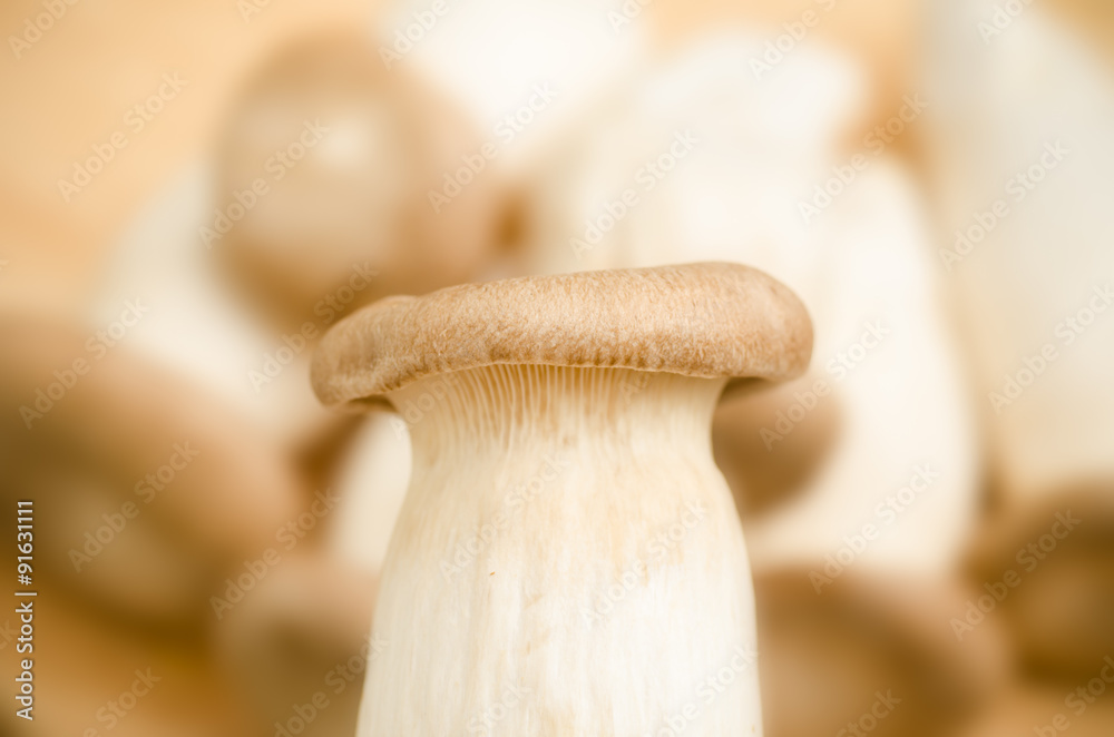 Mushroom Mushroom