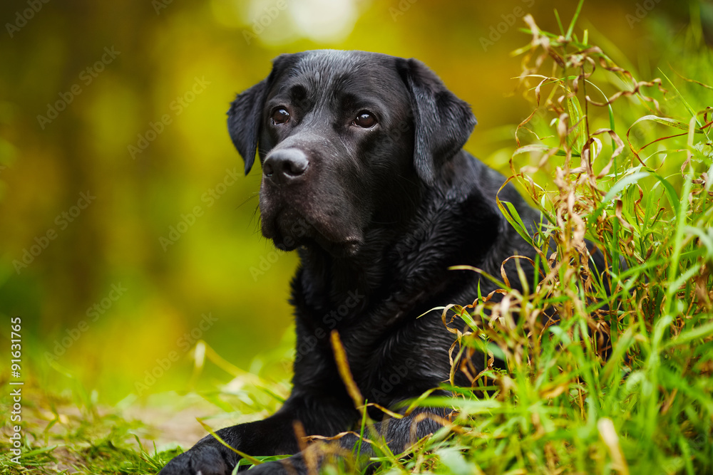 Black wet labrador