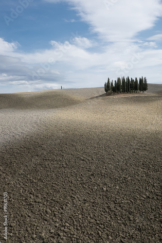 Cypress grove in Val 'd'Orcia