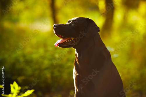 Black Labrador sitting in a sunny forest