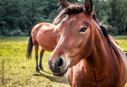 Portrait of a brown horse close-up
