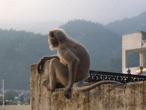 Sitting Black langur monkey © bawan