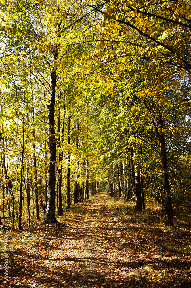 Obraz premium Autumn alley