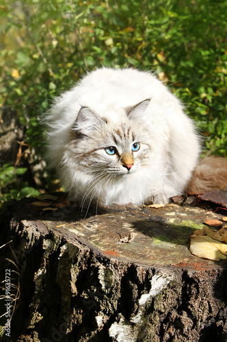 Siberian nevsky cat
