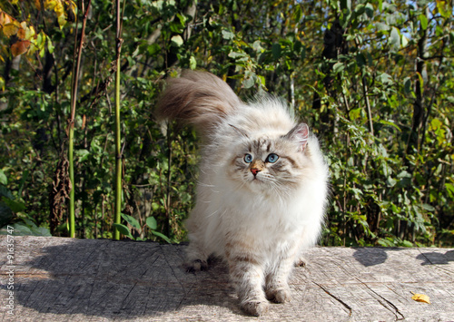 Siberian nevsky cat