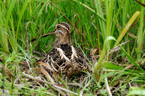Snipe in the nest