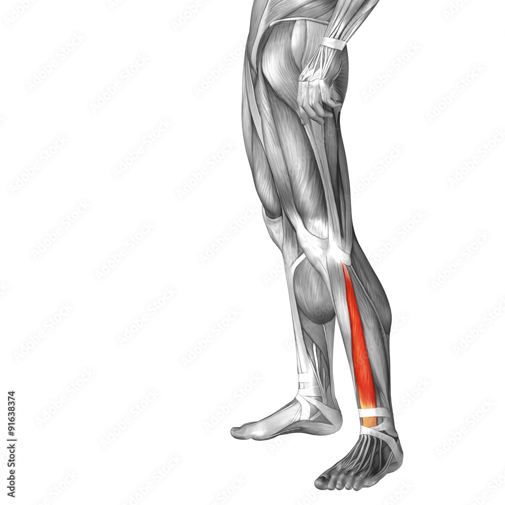 Conceptual 3D human front lower leg muscle anatomy Conceptual 3D human front lower leg muscle anatomy