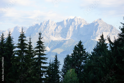 Kaisergebirge in Tirol mit Baumwipfeln im Vordergrund