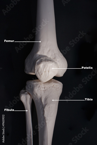 Print op canvas Knee Anterior View- Labelled