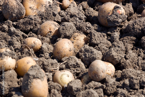 Potatoes on good soil