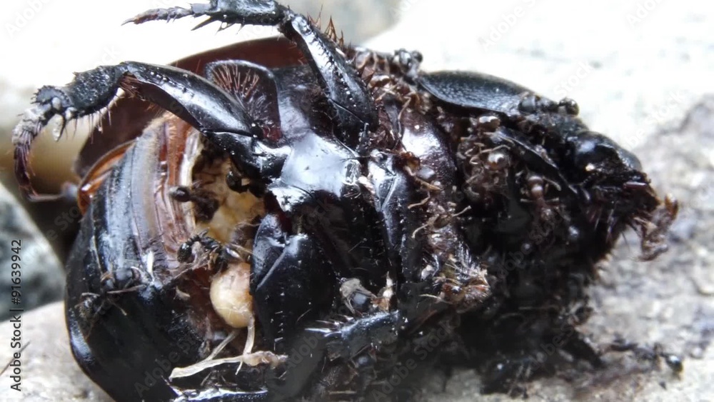 Ants eat a dead bug/Ants eat a dead bug on the track in the garden
