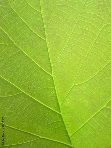 green teak leaf background