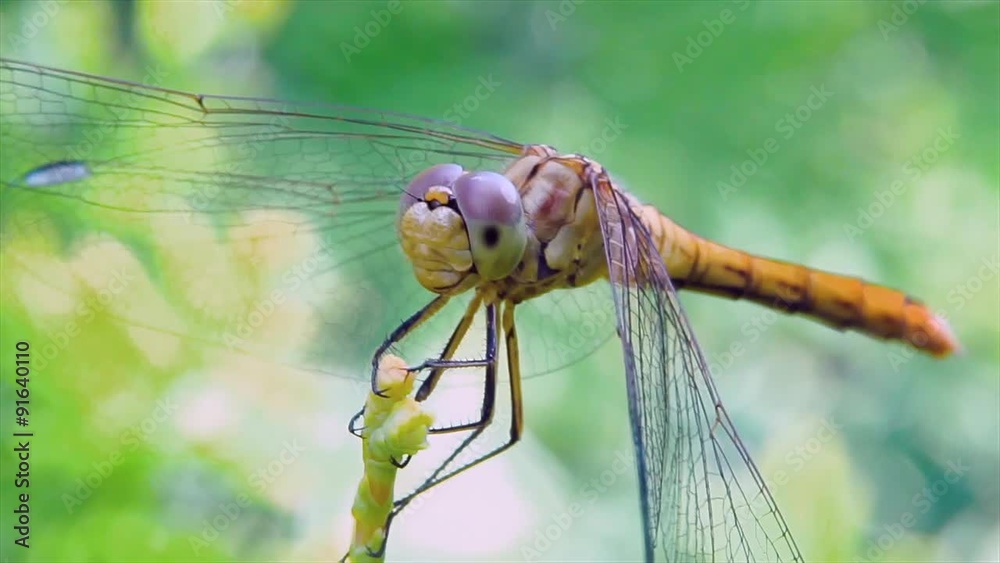 Dragonfly in the garden/Dragonfly in the garden on a branch close-up Dragonfly in the garden/Dragonfly in the garden on a branch close-up