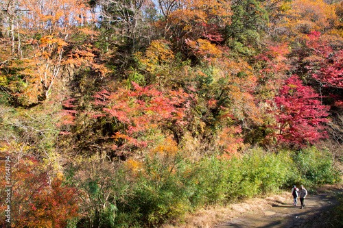 紅葉の秋