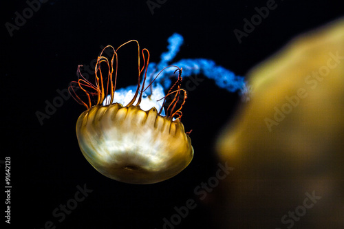 Jellyfish クラゲ
