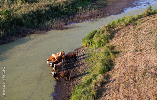 aerial view of herd of cows at summer green field drinking on th