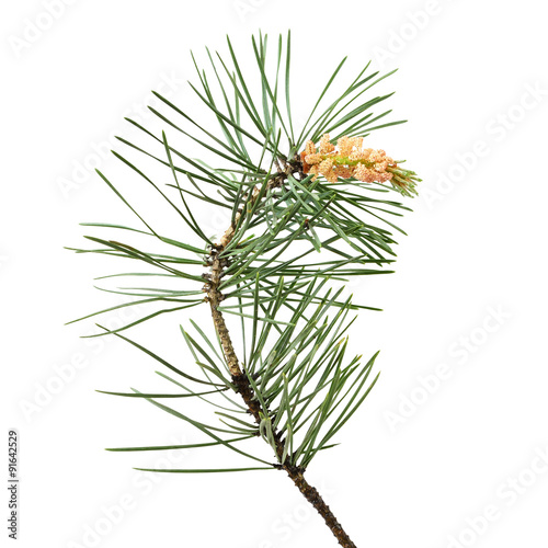Pinus sylvestris branch