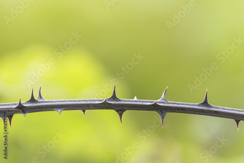 Closeup detail of bramble thorns on green nature background. photo