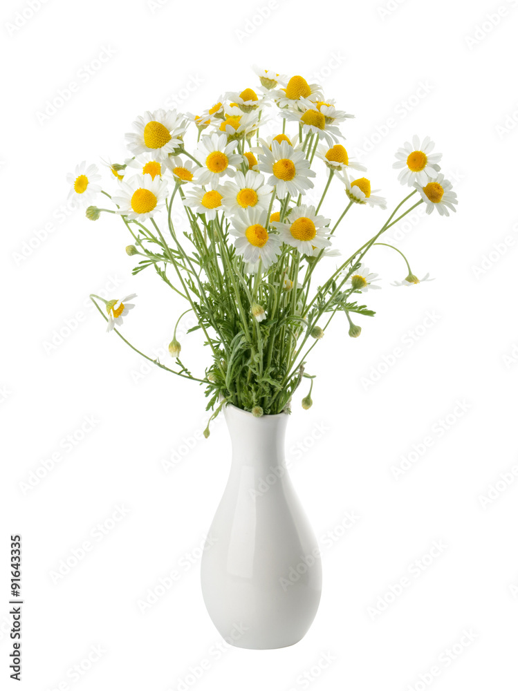 Chamomiles isolated on white background. cutout Chamomiles isolated on white background. cutout