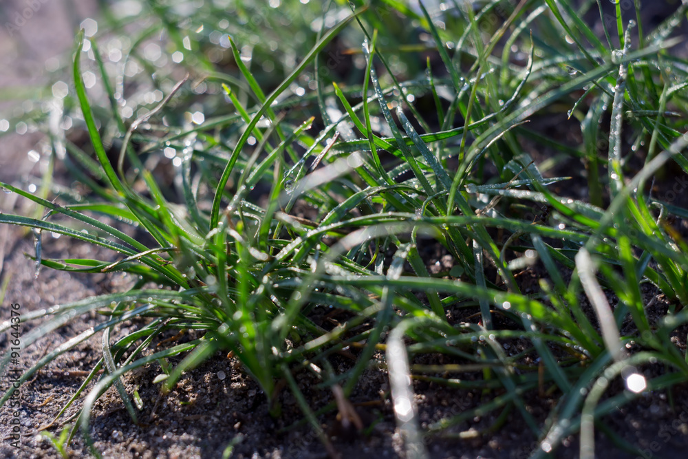 Macro of Morning Grass Macro of Morning Grass