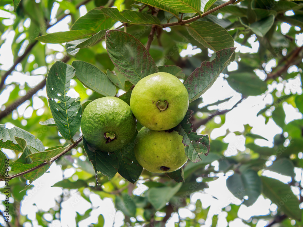 Guava fruit on the tree