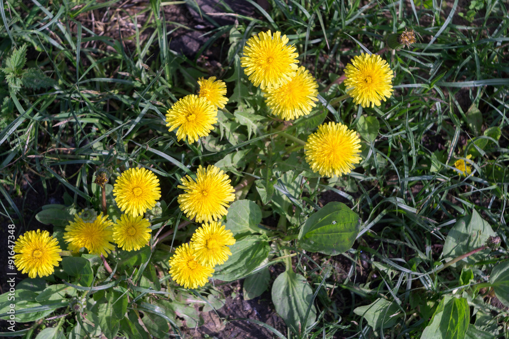 Yellow Dandelion Flowers Yellow Dandelion Flowers