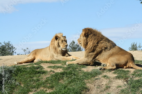 lions photo