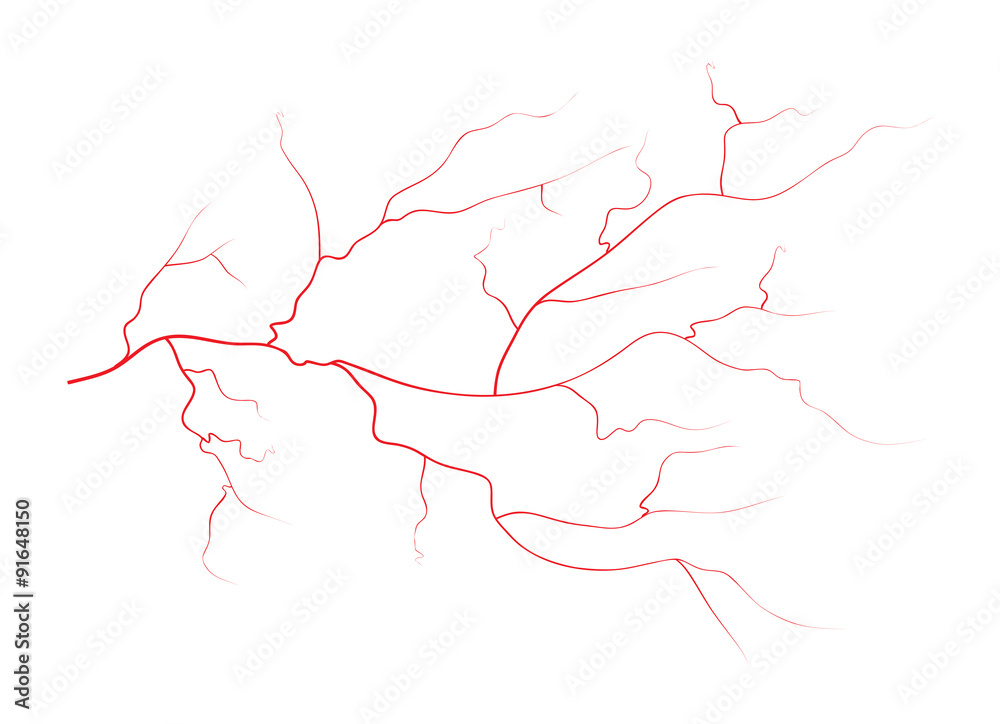 Set of human eye veins, red blood vessels, blood system.  Vector illustration isolated on white background