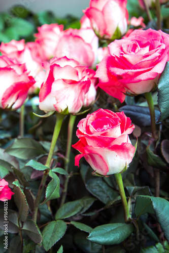 Fresh beautiful pink roses in the garden