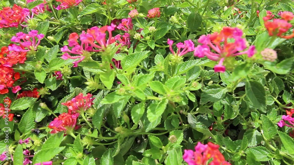 Flower field colorful and blooming in summer season Flower field colorful and blooming in summer season