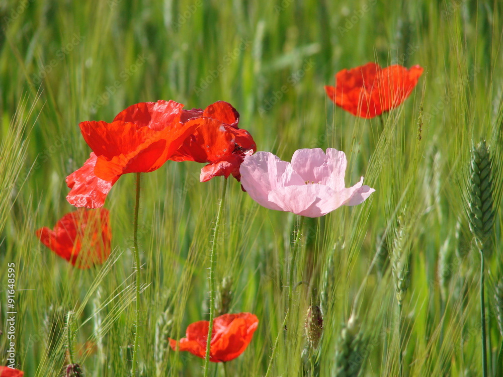 Fototapeta premium Il papavero rosa