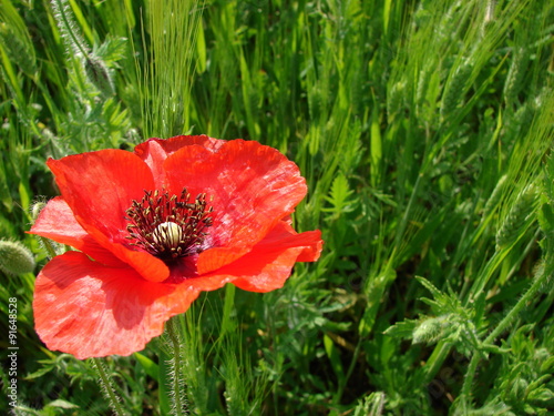 Primo piano di un fiore di papavero