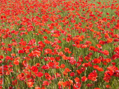 Campo fiorito di papaveri