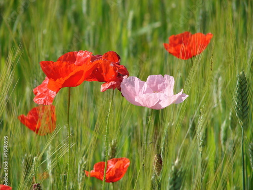 Il papavero rosa