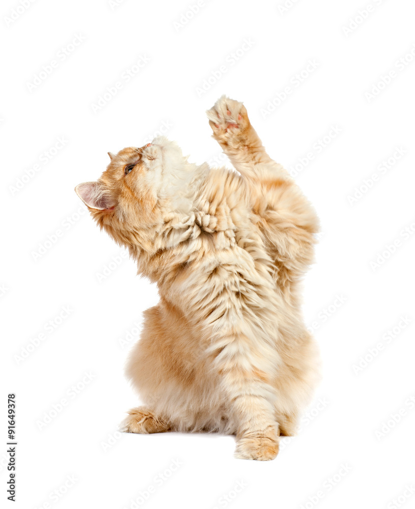 red kitten sitting looking up with one paw lifted isolated