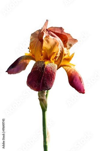 iris flower is yellow isolated