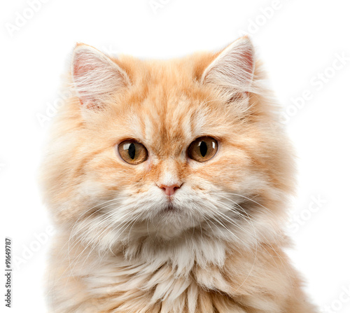 redhead hairy cat portrait