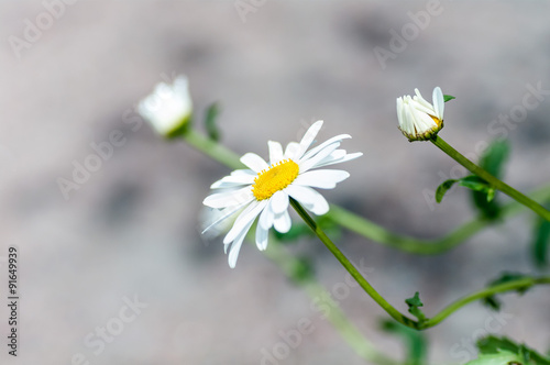 flower of chamomile on a grey background