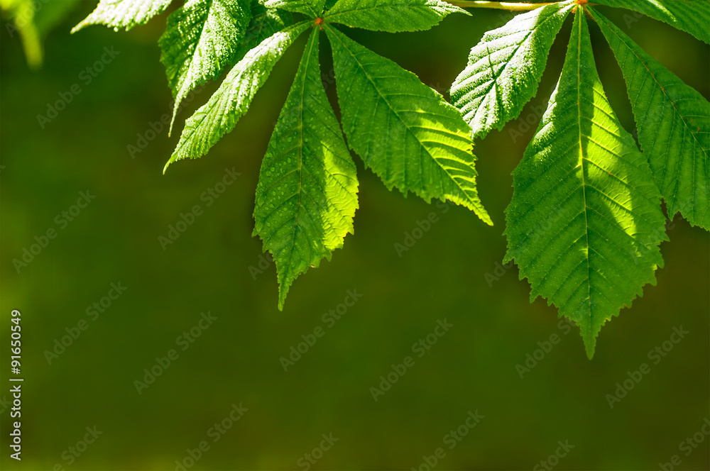 leaves of the chestnut tree with water drops leaves of the chestnut tree with water drops