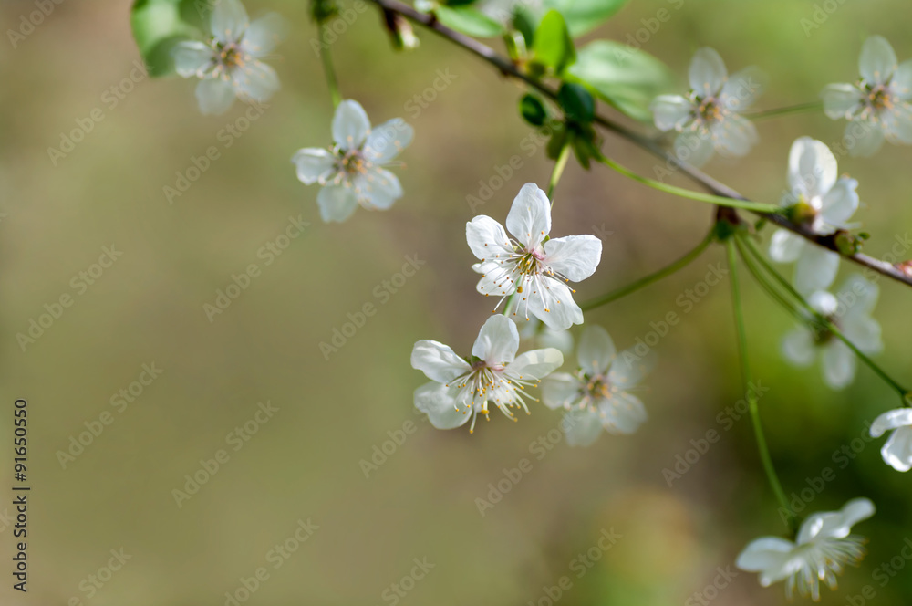 branch with flowers of cherry branch with flowers of cherry