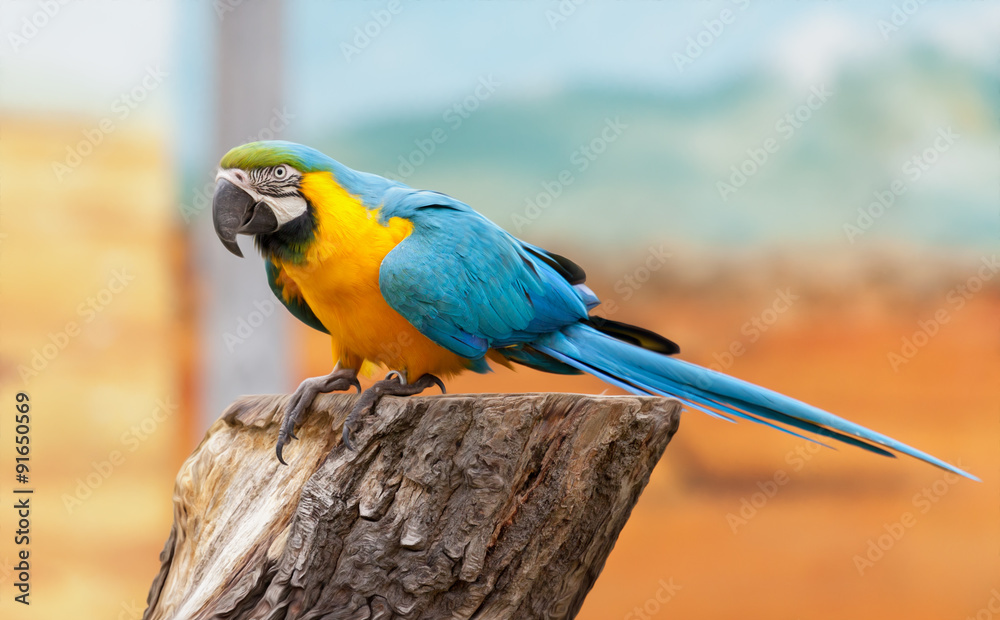 Fototapeta premium Papagei auf Stamm