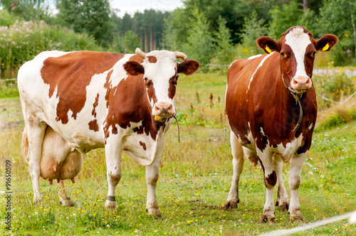 two cows graze on the farm look right