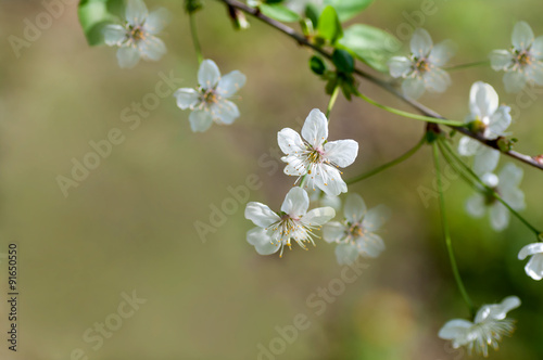  branch with flowers of cherry