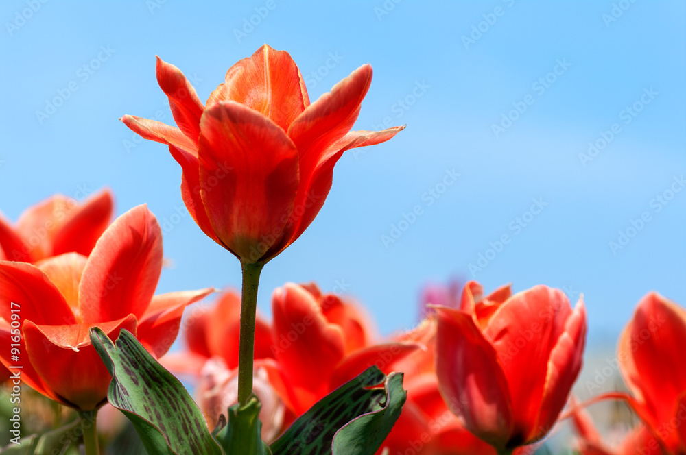 red tulip stands on the other flowers on the background of blue red tulip stands on the other flowers on the background of blue